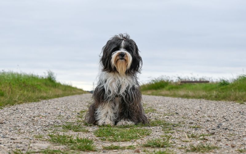 These 11 dogs don't always make a strong first impression, but they rarely get forgotten 5 Tibetan Terrier