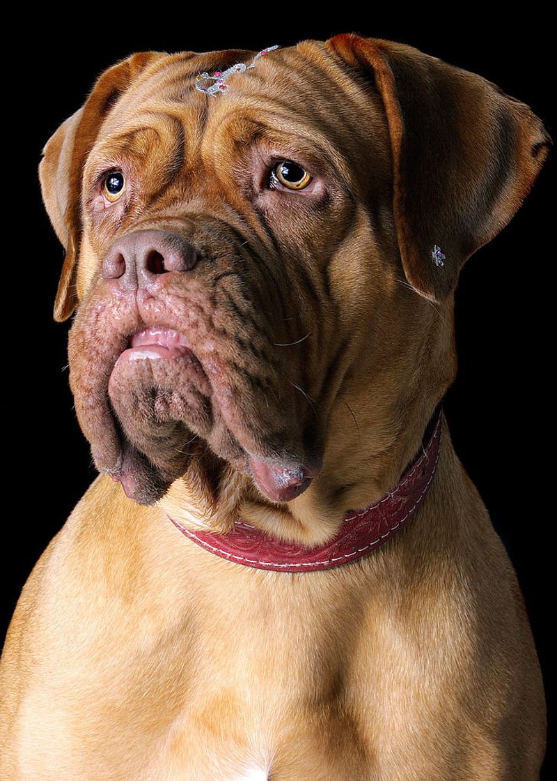 Dogue de Bordeaux