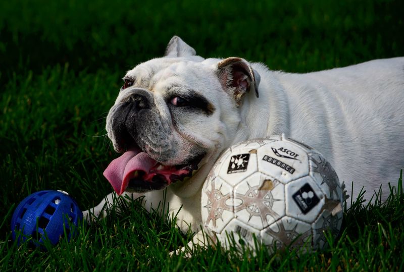 13 Dog Types That Hate Hot Weather And Need Extra Summer Care 2 Bulldog