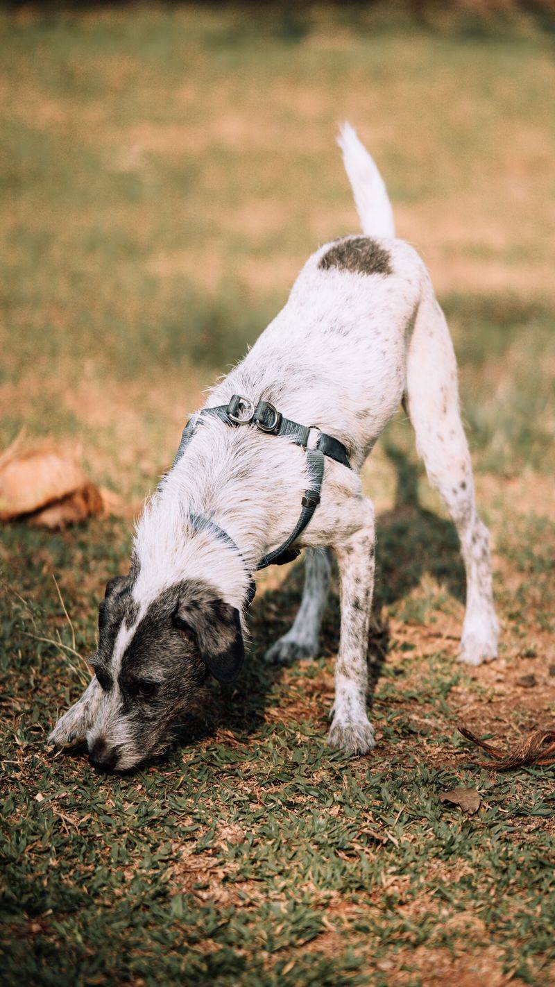 Before buying another toy your dog ignores, try giving its brain something harder to chew on 8 Scent discrimination lineups