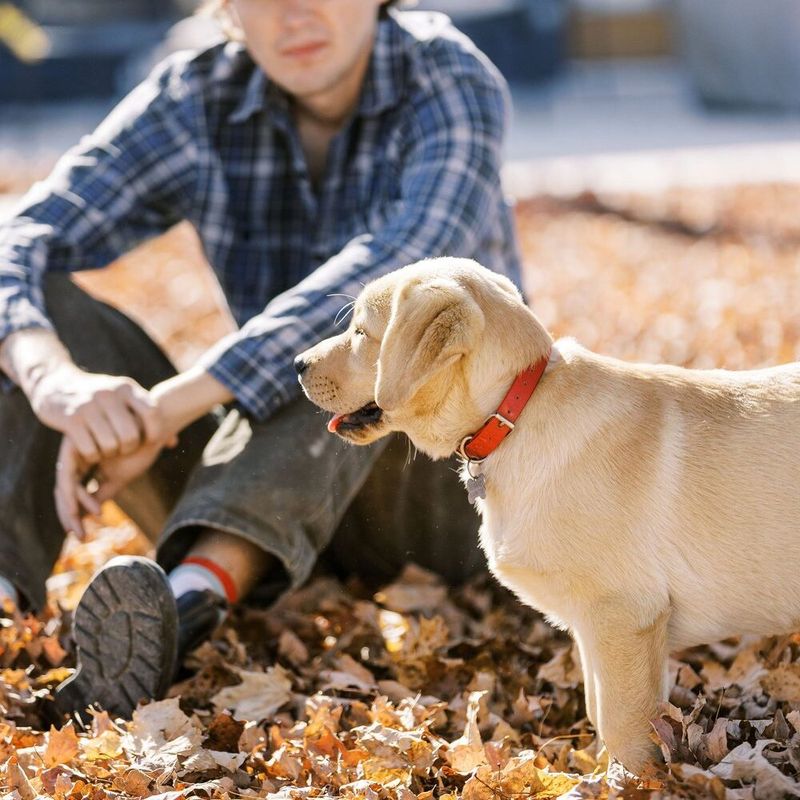 10 deeply attached dog breeds that stay glued to their humans constantly 3 Labrador Retriever
