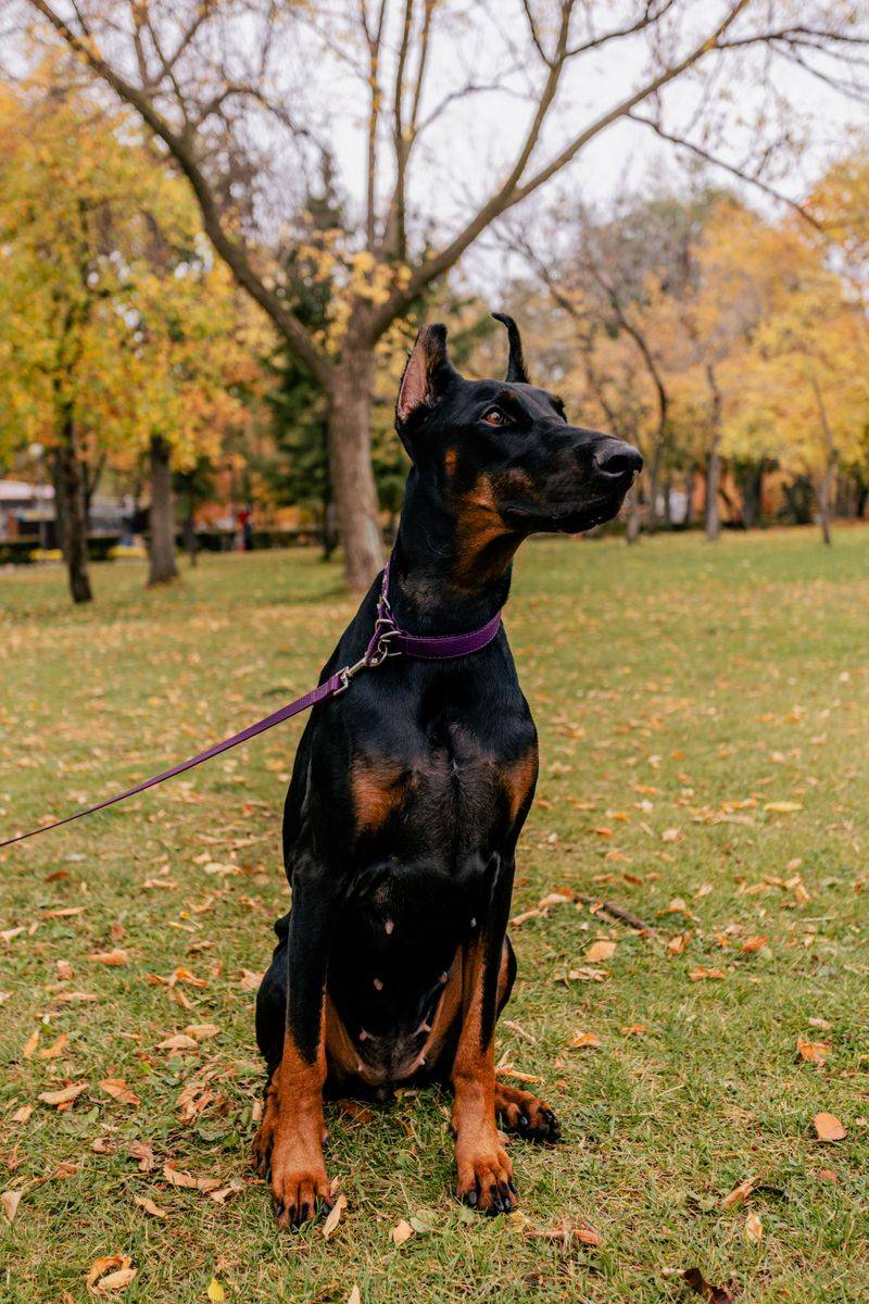 Anyone can be around for the good days - these devoted dog breeds are built for the whole journey 3 Doberman Pinscher