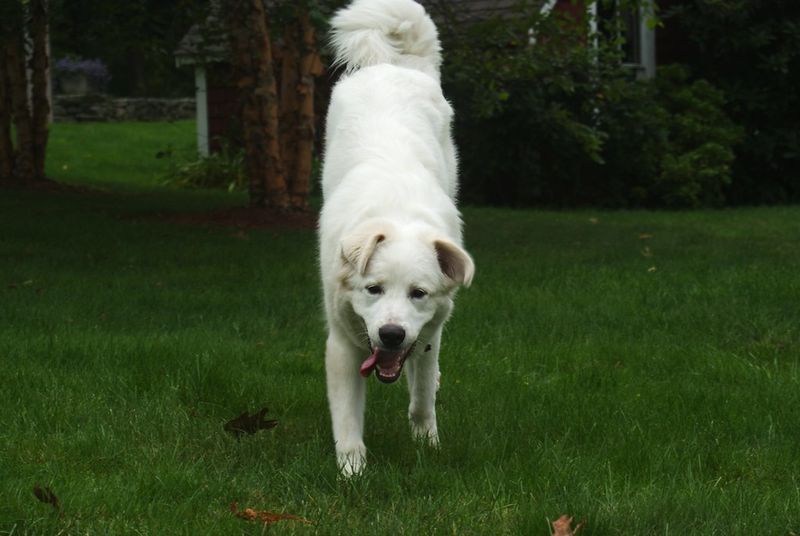 Great Pyrenees
