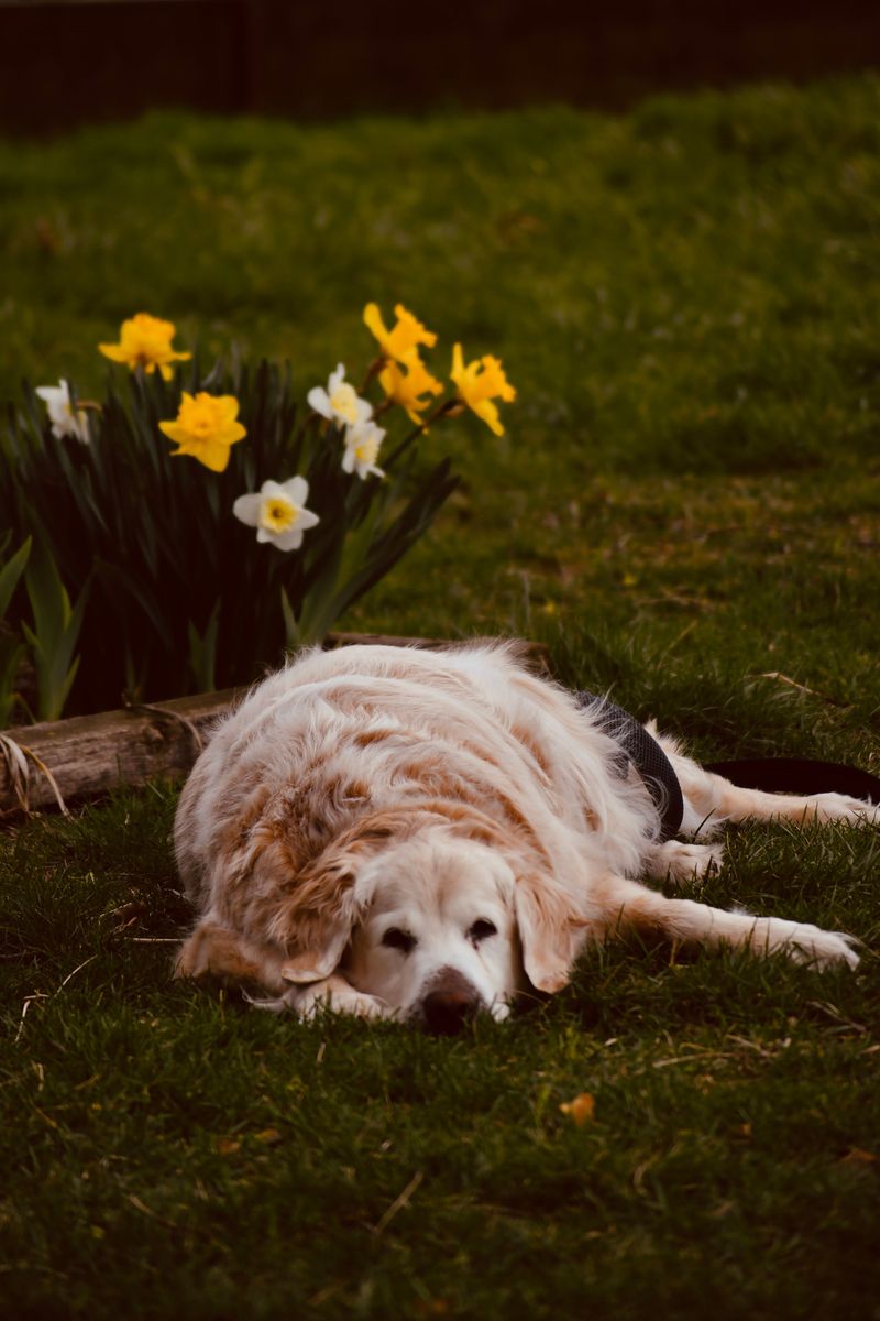 Think the puppy in front of you is the dog you'll have forever? These breeds can rewrite the script 2 Golden Retriever - the late bloomer