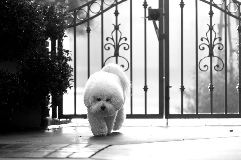 10 loyal companion dogs seniors would choose all over again, plus 3 beloved extras 5 Bichon Frise