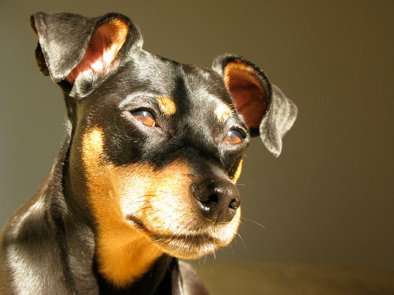 28 Small Dog Breeds Well-Suited for Apartment Living 21 Miniature Pinscher