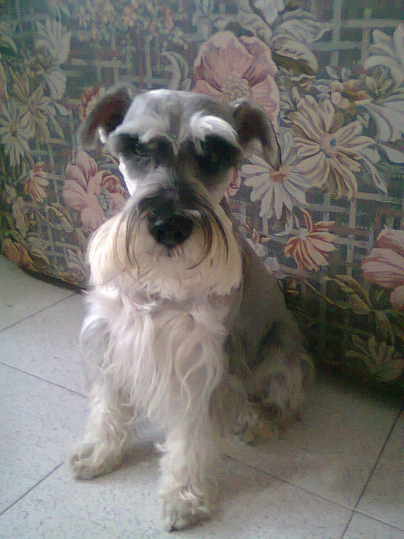 Standard Schnauzer