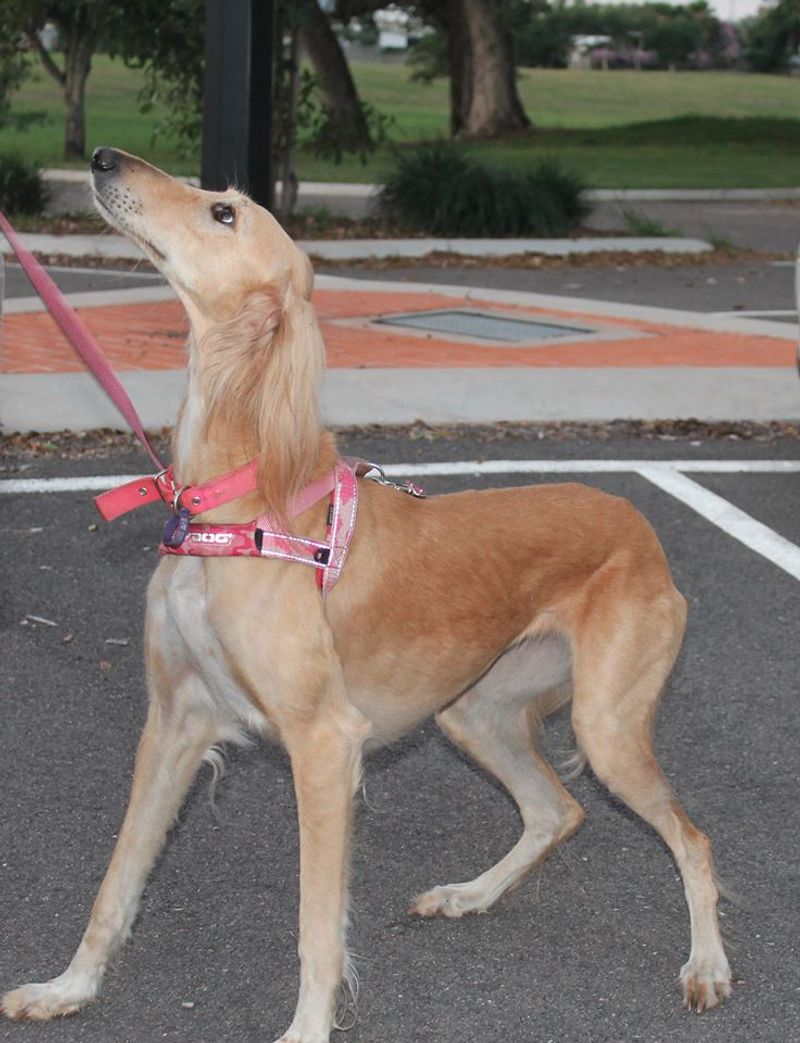 The biggest off-leash mistake owners make often involves these dog breeds 5 Saluki