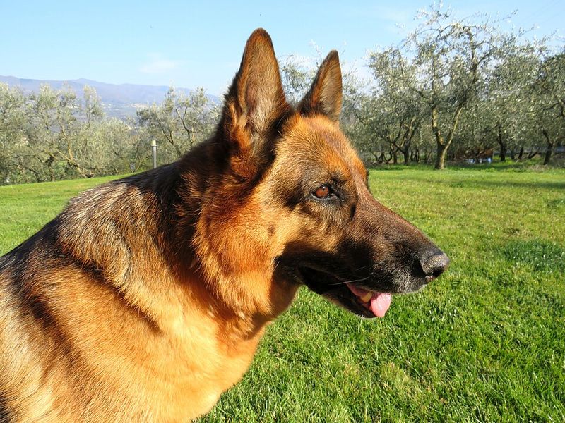 13 dogs that make you feel protected without ever acting out of control 5 German Shepherd
