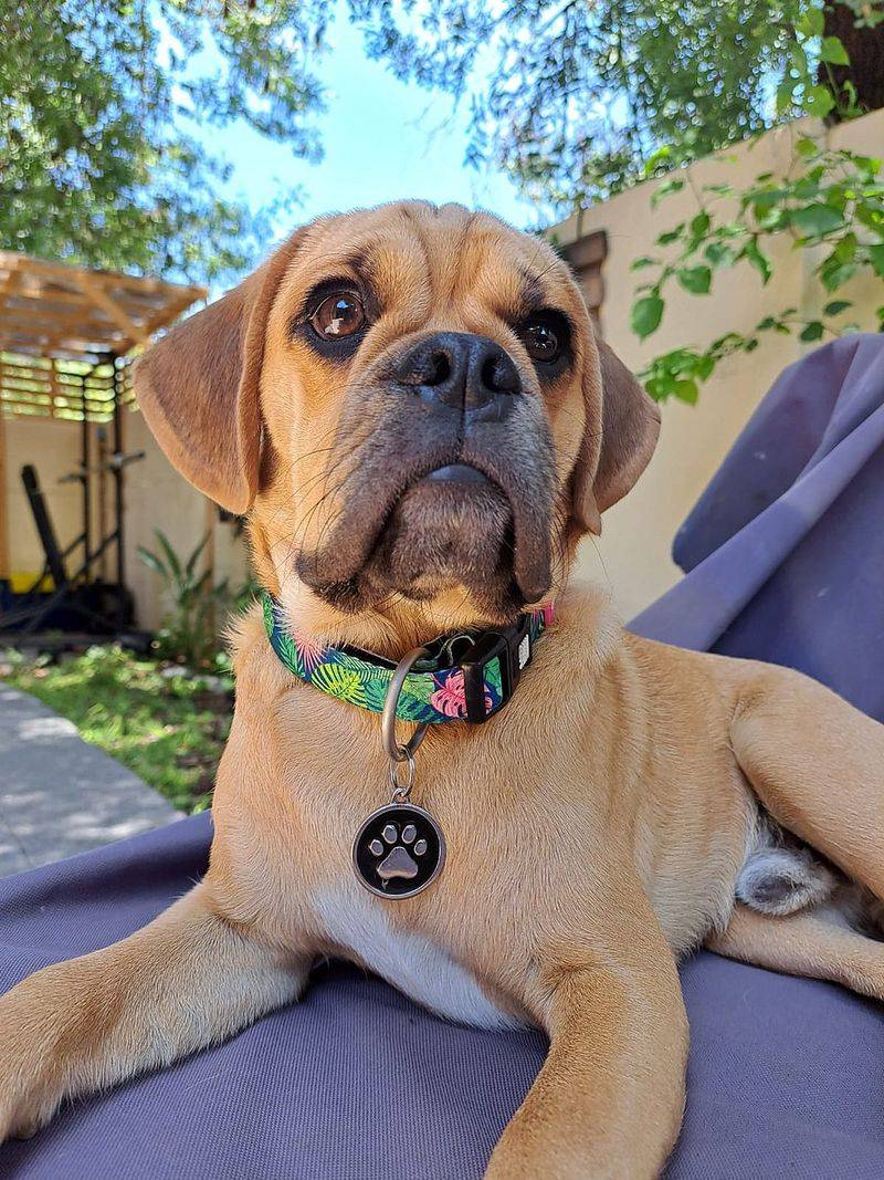 Puggle (Pug + Beagle)