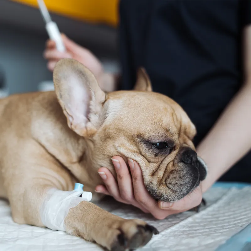 Consult Your Vet About Pain Medication Options