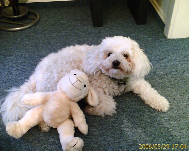 20 dog breeds that owners say feel more like personalities than pets 17 Bolognese