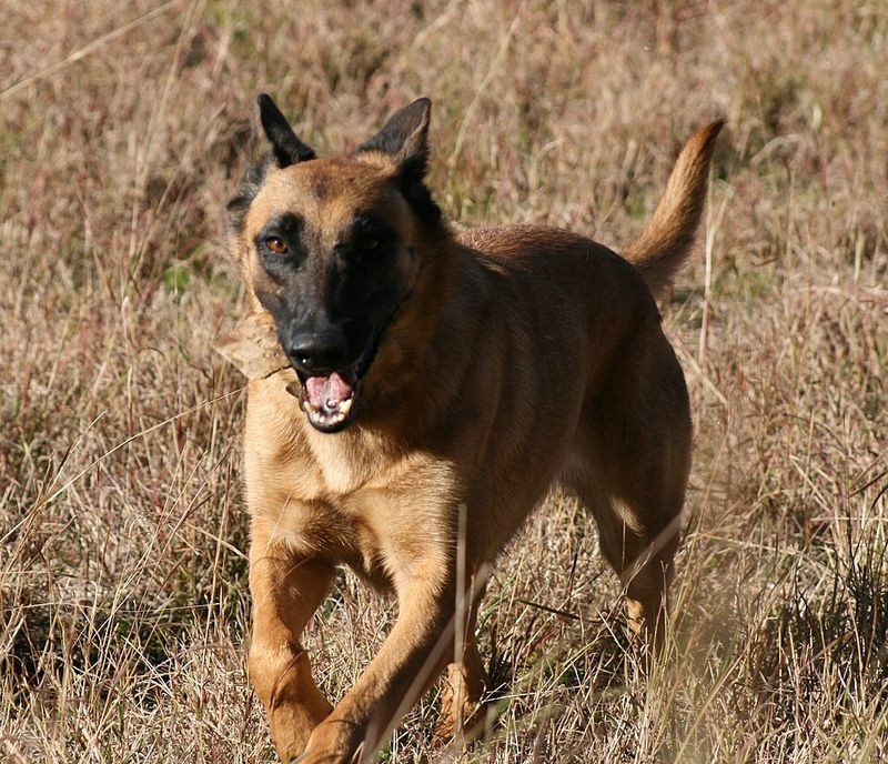 11 dogs people claim are outdated for today's lifestyles, but owners disagree 11 Belgian Malinois