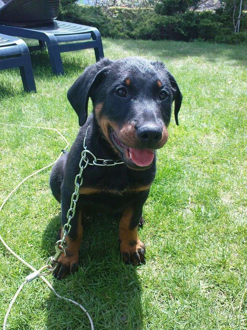 16 breeds that become exceptional companions once they understand expectations 7 Beauceron