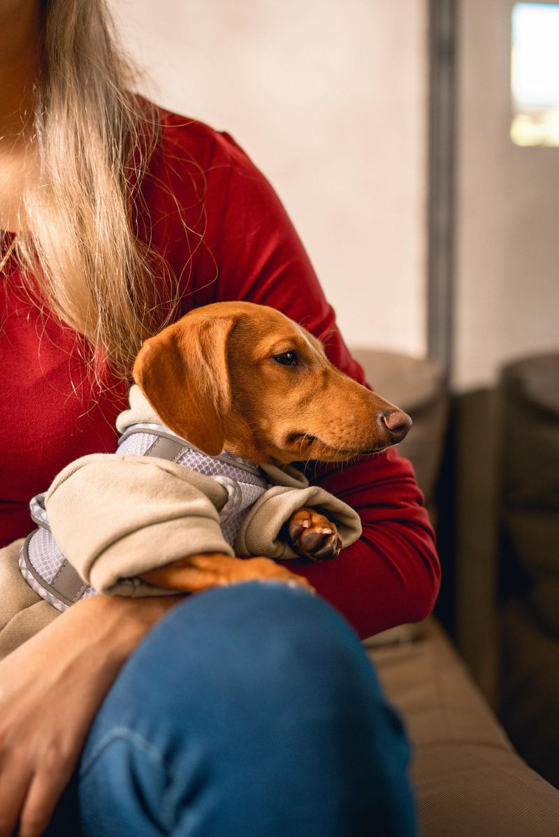 29 Small Dog Breeds That Form Especially Close Bonds with Their Owners 17 Dachshund