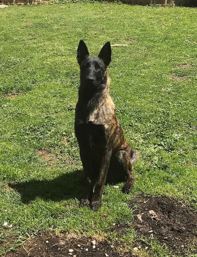 A clear routine often unlocks the very best these dog breeds have to offer 5 Dutch Shepherd