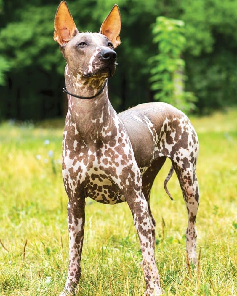 24 Distinctive Dog Breeds You Don’t See Every Day 5 Xoloitzcuintli