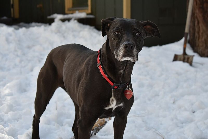 Pitador