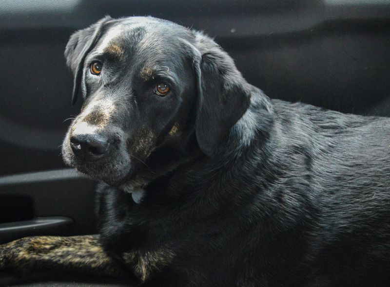 14 dogs that love a job (even if you didn’t plan on giving one) 14 Labrador Retriever