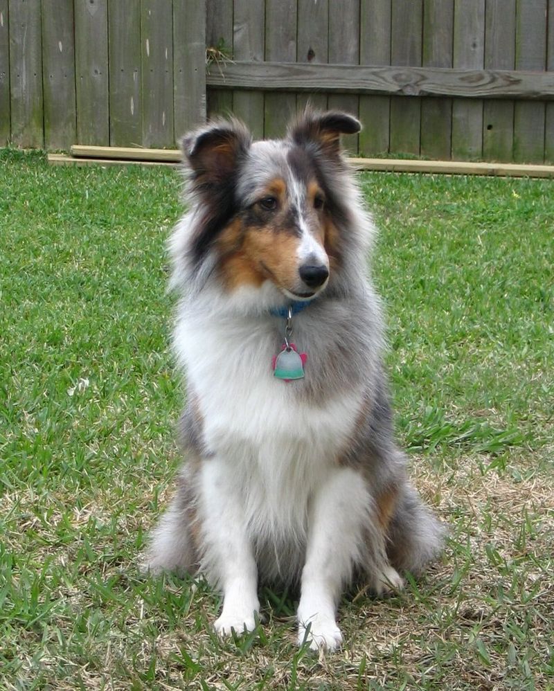 Shetland Sheepdog