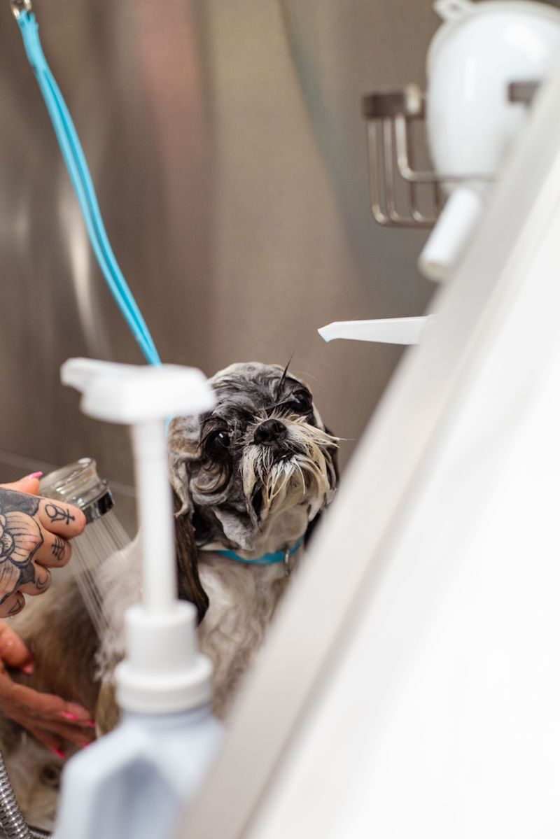 Dry winter air is coming, so here are 9 ways to stop your dog's itchy, flaky skin 4 Switch to a Moisturizing, Dog-Specific Shampoo