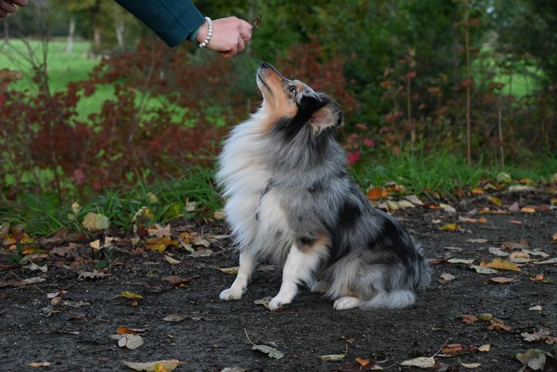 Shetland Sheepdog