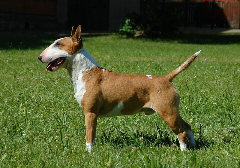 10 famous dogs that started as mixes and became legends 2 Bull Terrier