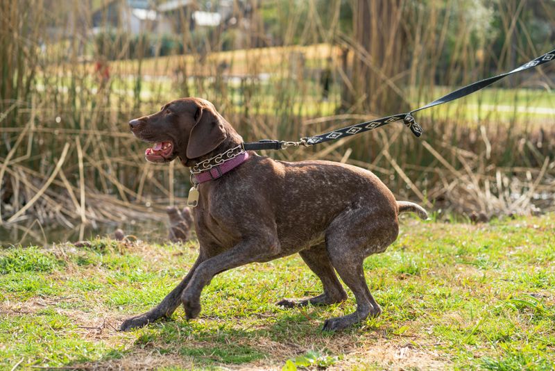 German Shorthaired Pointer