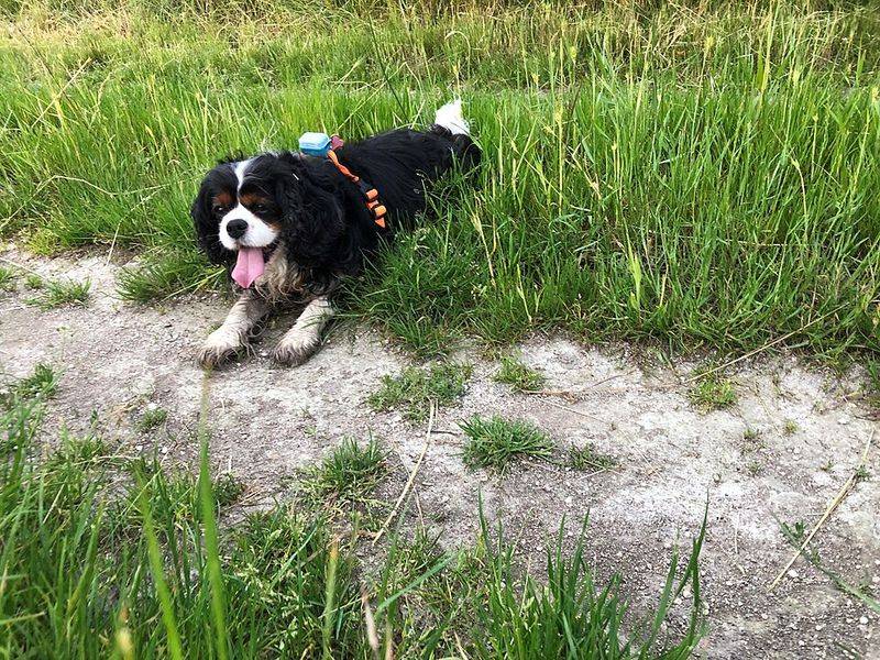 Forget judging house dogs by size - the breeds that settle best indoors may surprise you 7 Cavalier King Charles Spaniel