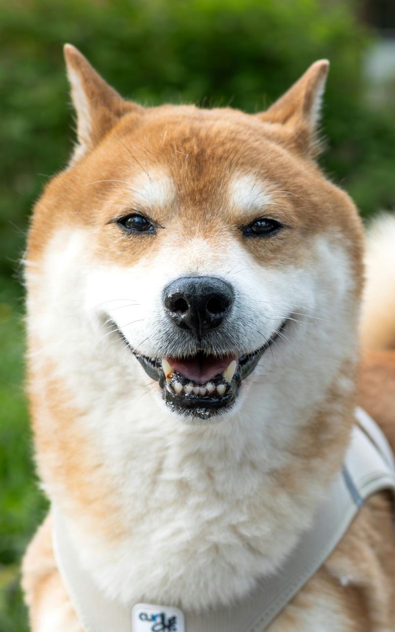 Shiba Inu
