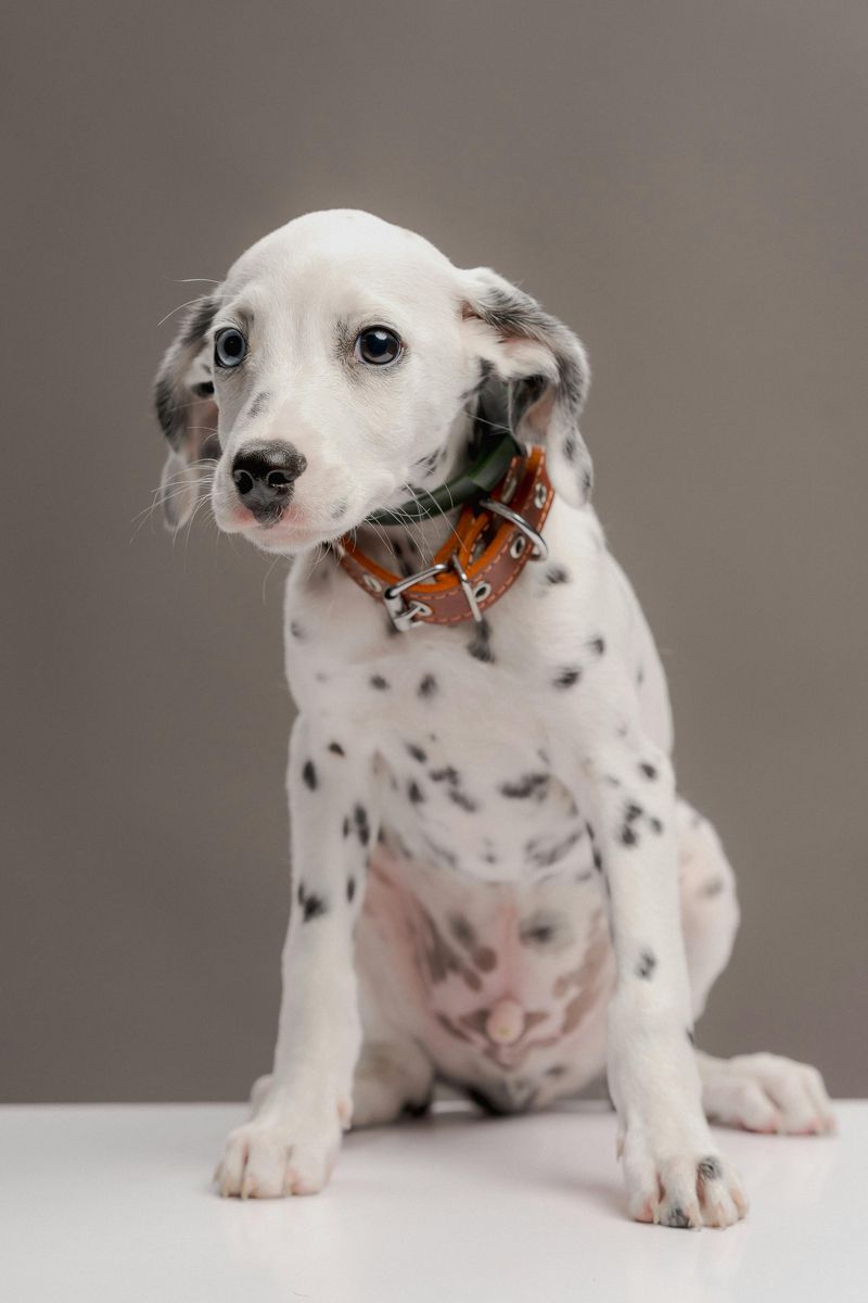 Dalmatian