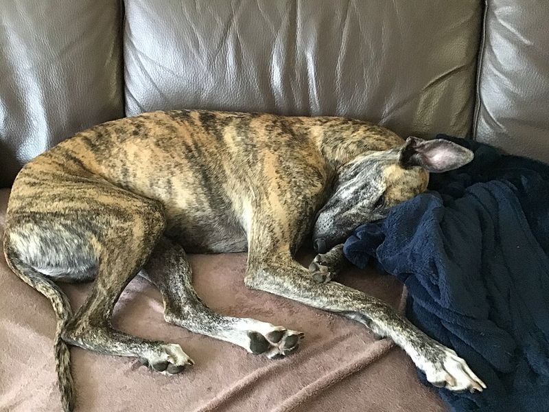 These 11 dogs are emotionally sensitive and may need extra reassurance 2 Whippet