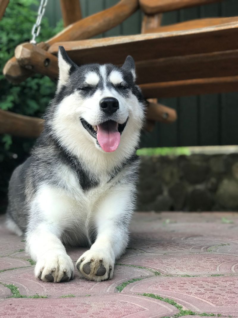 Siberian Husky