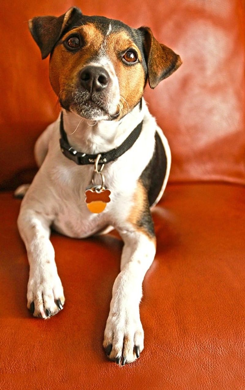 Jack Russell Terrier