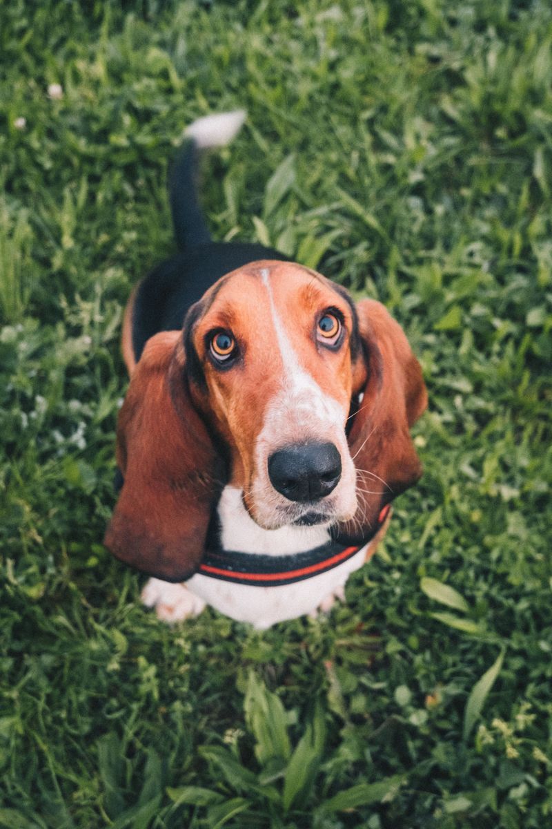 Not every dog feels the need to prove something - and these breeds are a great example 11 Basset Hound