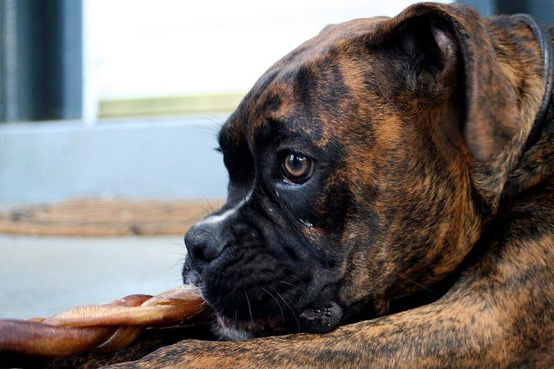 Your children may remember their first dog forever - These gentle breeds can make that bond something special 6 Boxer