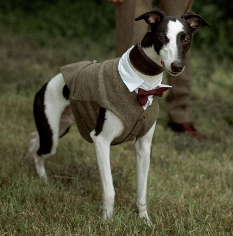 Whippet