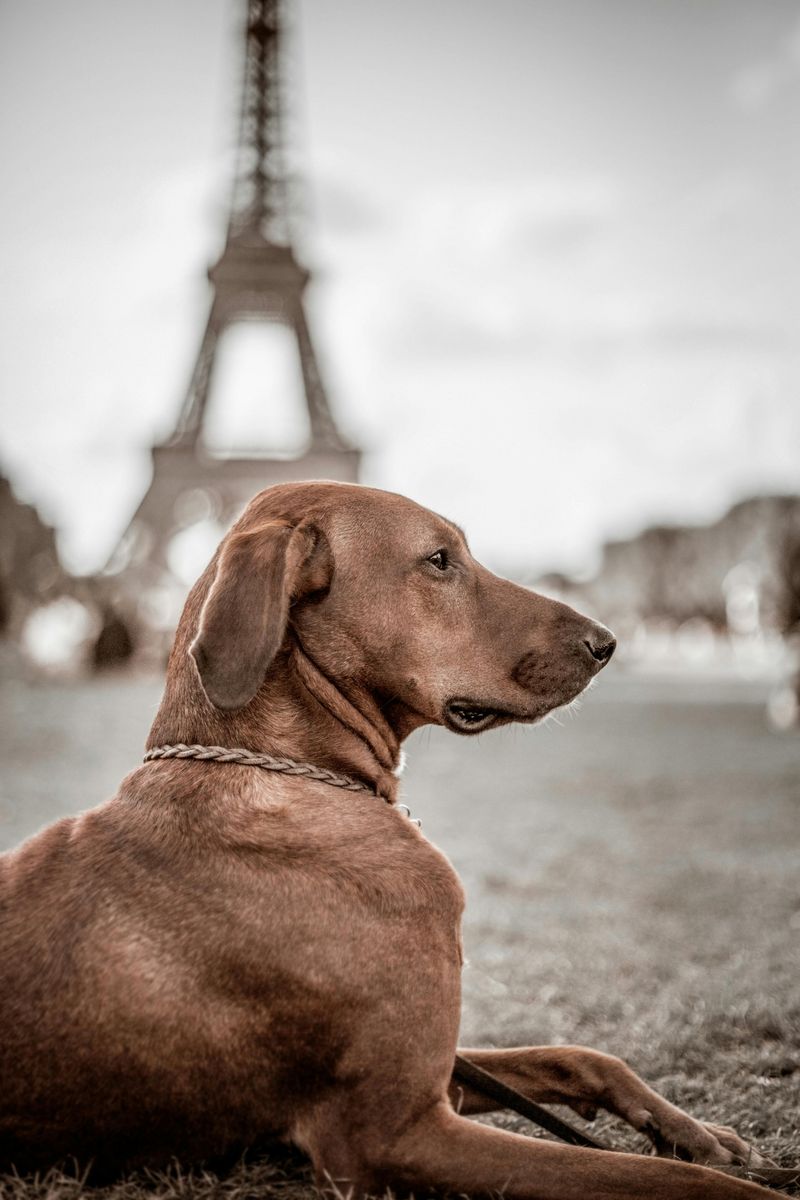 12 dog breeds that become deeply loyal after one life-changing moment 9 Rhodesian Ridgeback