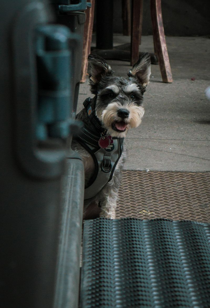 Living with these dog breeds can mean deciding whether to laugh first or clean up first 12 Miniature Schnauzer