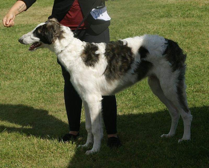 11 Breeds Vets See Most Often With “Weekend Warrior” Injuries From Overexcited Owners 10 Borzoi