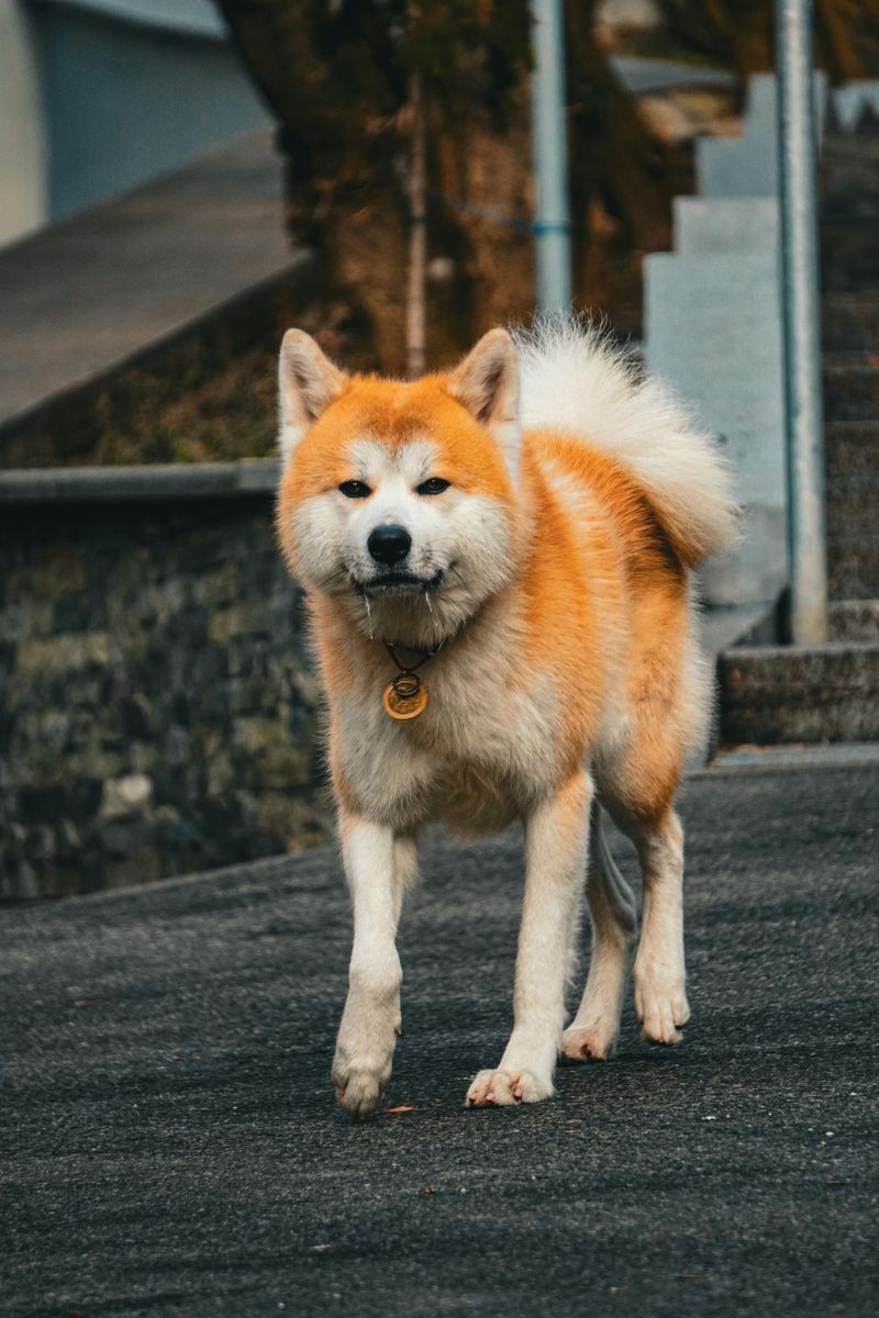 Akita Inu (well-trained)