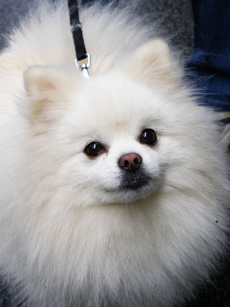 22 White Dog Breeds Recognized for Their Elegant Appearance 11 Pomeranian (White Variety)