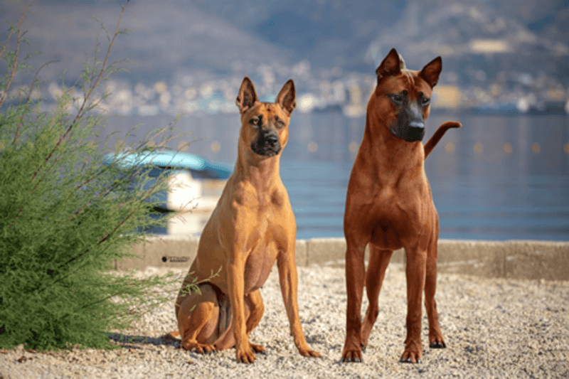 Thai Ridgeback