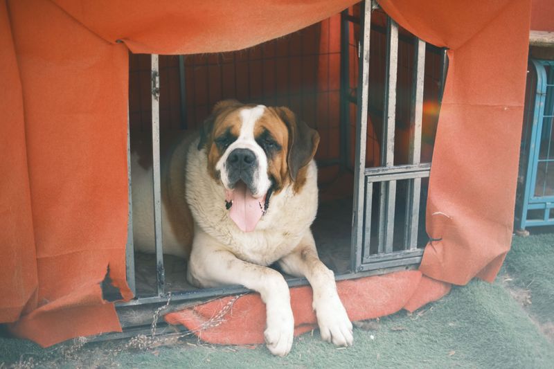Warm weather isn't equally safe for every dog - and these breeds prove why 9 Saint Bernard