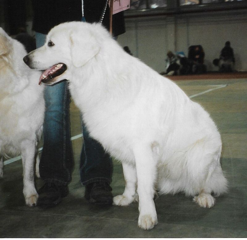 Some Breeds Are Better at Ignoring Chaos Than Joining It - 14 Dogs That Prove It 6 Kuvasz