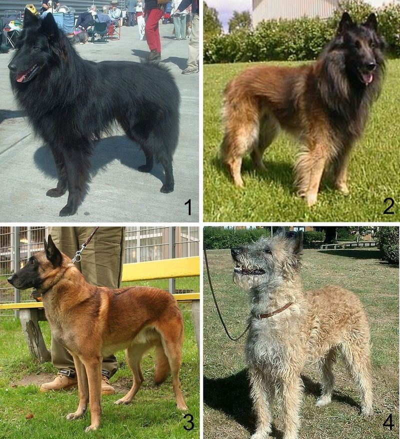 19 Dog Breeds Known for Their Endurance and Survival Instincts 19 Belgian Tervuren