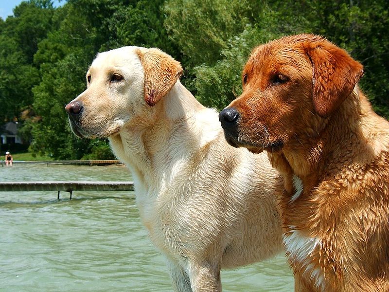 Your children may remember their first dog forever - These gentle breeds can make that bond something special 7 Labrador Retriever