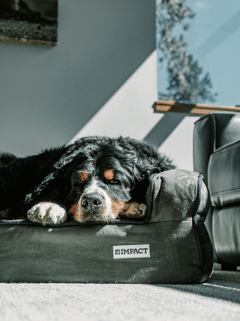 17 Chill Dog Breeds Perfect for Quiet, Relaxed Homes 9 Bernese Mountain Dog