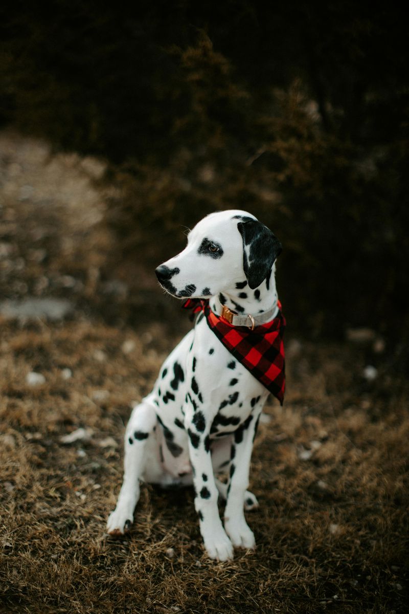11 dog breeds many vets would never recommend for family life 10 Dalmatian