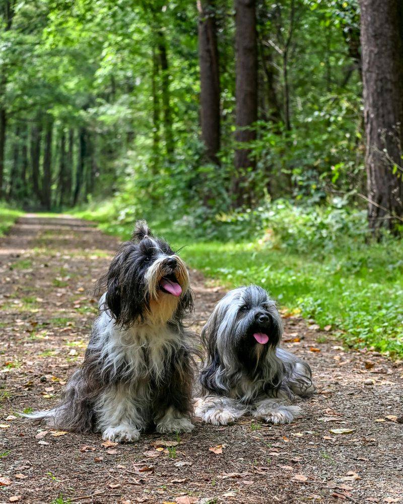 About to Get Your First Puppy? These 14 Breeds Usually Handle Beginner Mistakes Best 6 Tibetan Terrier